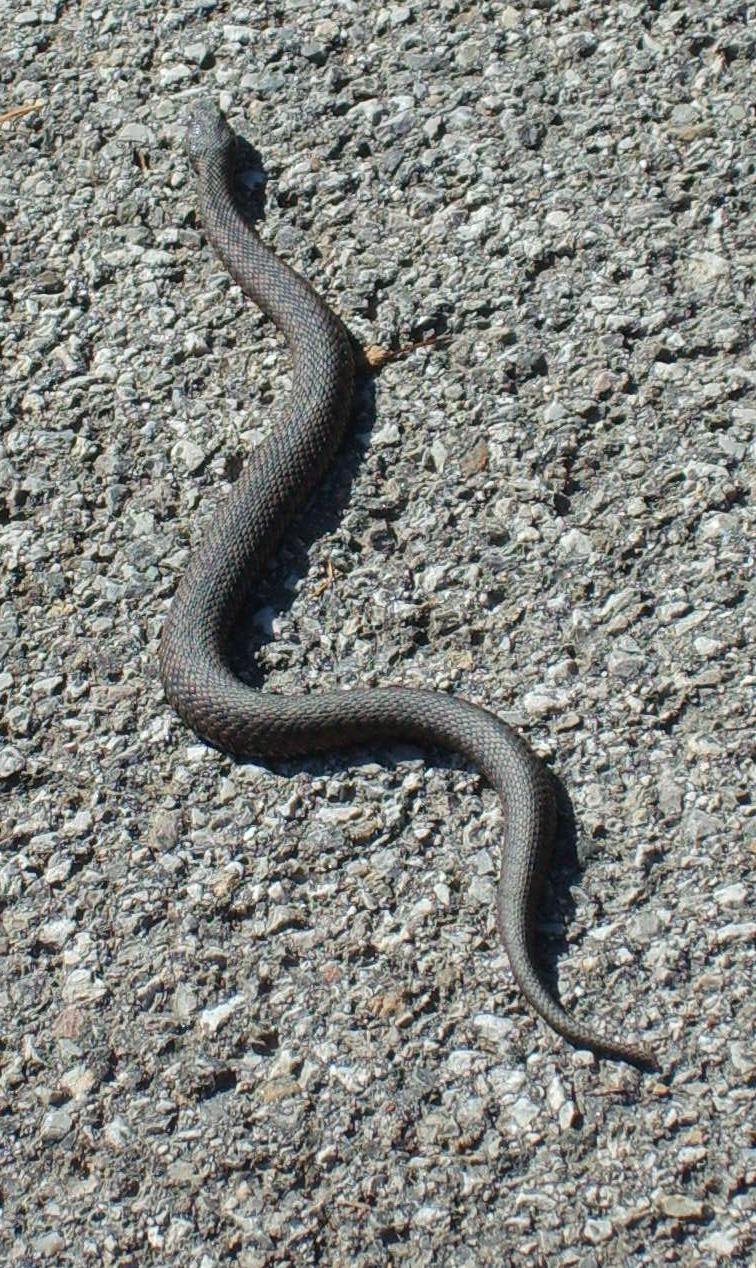 Vipera berus